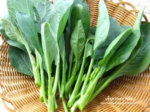 เมล็ดพันธุ์คะน้ายอด 300-500 เมล็ด พร้อมโปรโมชั่น ซื้อ 10 แถม 1