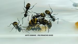 Polyrhachis Dives Ant Queen Colony Golden Weaver