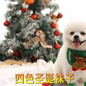 4 lô mới lạ ngày lễ tất Ông Già Nô-en con chó vớ festives Chó Giày dép cho kỷ niệm lễ giáng sinh và sử dụng nhà