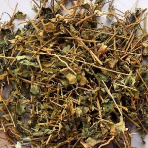 Trà Cây Cà Gai Leo - Dùng giải độc hạ men gan làm mát gan bảo vệ lá gan cho gia đình