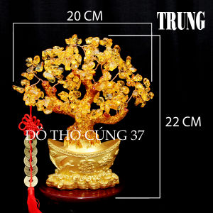 [ Size TRUNG  LỚN ] Cây Kim Tiền Tài Lộc Cây Tiền Vàng Phong Thuỷ Thu Hút Tài Lộc