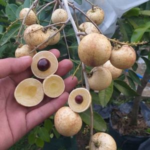 Bibit Kelengkeng Matalada Okulasi