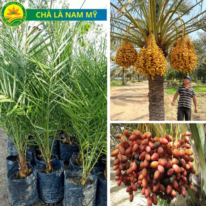 Cây giống chà là Nam Mỹ, loại cây cảnh, cây công trình mang nét đẹp ...