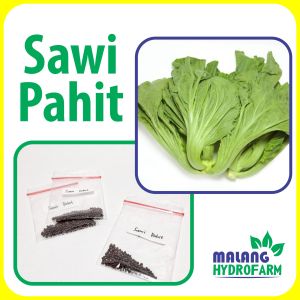 Benih Sawi Pahit Unggulan berkualitas biji bibit hydroponik hidroponik sayuran sehat sayur