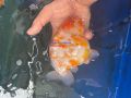 Men tiêu hoá trộn thức ăn cho cá cảnh, cá vàng ranchu, oranda, ryukin cám hỗ trợ tăng size cho cá vàng và cá koi con. 
