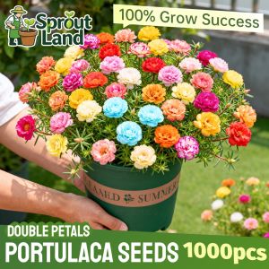 [High Germination] Multi-Color Double Petals Portulaca Grandiflora Moss Rose Seeds for Sale (Mixed Color 1000Seed) Heat Tolerant Moss Rose Plant Seed Bonsai Portulaca Live Plant Full Sun Plant Indoor Plants Home Balcony Courtyard Flower Seeds Easy To Grow