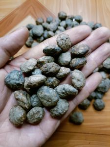 200 hạt sấu giống