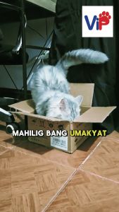 Multi Level Cat Condo Tower Indoor Cat House with Cave Bed and Hanging Ball Toy