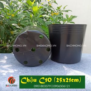 Combo 50 Chậu nhựa C10 (25x21cm) dùng trồng hoa vạn thọ trồng hoa kiểng
