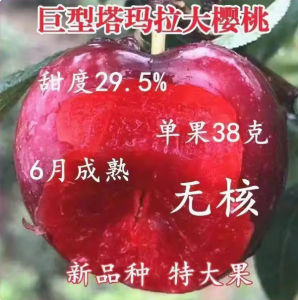 JS Super Sweet Tamara Seedless Giant Cherry Tree Sapling Grafted Fruit Tree Live Plant Home Garden Outdoor Planting Malaysia