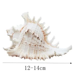UNQCSA 贝壳 seashell Large Natural Large Conch Shell 10-16cm DIY Kirin Snail Shell Landscaping Artificial Magical Conch Shells Crafts Statue Aquarium