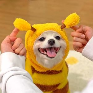 AIMAYAPET Cute Bee Costume Dog Cat Hoodie - thickened Pet Sweater Warm Outfit for Halloween Cosplay and Daily Wear