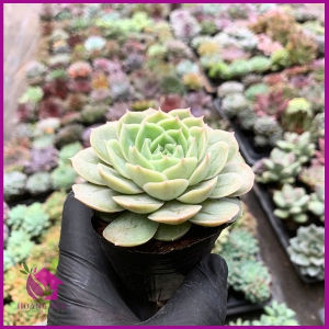 Sen Đá Ngọc Bích  size bầu 5-7 cm cây già khỏe