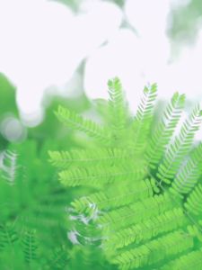 Pisen Headphones G601 Mobile Phone Stereo Wired Call Headset Compatible with and Android Universal Headset Y102