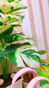 Hello EVA กระเป๋าถือ กระเป๋าสวยๆ รุ่น BM4002 มีตัวการ์ตูนติดกระเป๋า กระเป๋ามีรู ทรงมินิมอล DIY สินค้าผลิตจากไทย