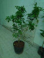 Cây Nguyệt quế. 