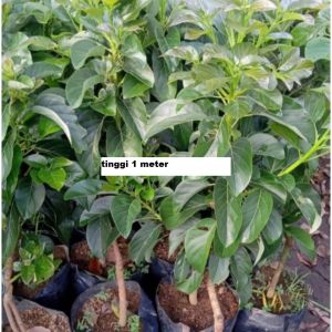 Bibit Alpukat SWY 02 hasil okulasi super king