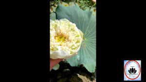 Củ sen giống hạt sen mini thái sen nhật các loại chuẩn giống có tặng kèm phân.