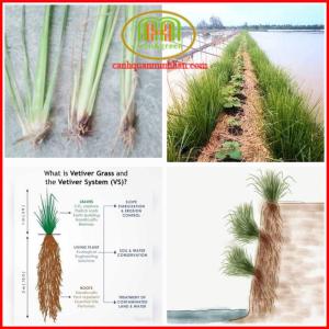 Cây cỏ Vetiver kì diệu chống xói mòn sạt lở xử lí nước ô nhiễm làm thức ăn gia súc Minh Hân Garden
