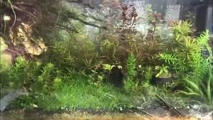 Aquarium Light Tricolor Waterproof Fish Tank Light Aquarium LED Light Water Grass lamp