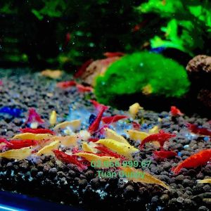 50gam thức ăn cho tép ăn cho tép siêu bu bu theo bầy