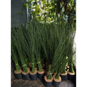 Water Bamboo / 水竹 / Buluh Air / जल बांस – Equisetum Hyemale Singapore – Air Purifying Fast Growing Easy Care Minimal Maintenance Elegant Look – LIVE PLANT