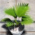 Tanaman Hias Palem Bintang -  Palm Sadeng - pohon hias hidup. 