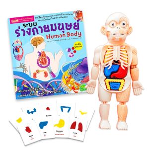 ของเล่นแนววิทยาศาสตร์  โมเดลร่างกายมนุษย์ พร้อมการ์ดคำศัพท์อวัยวะ