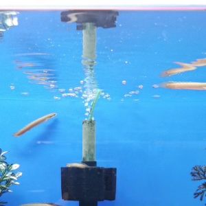 IKAN NAGA/ORNATE BICHIR 4IN＂_ 9IN"＃sampai dalam 24jam selepas shipping