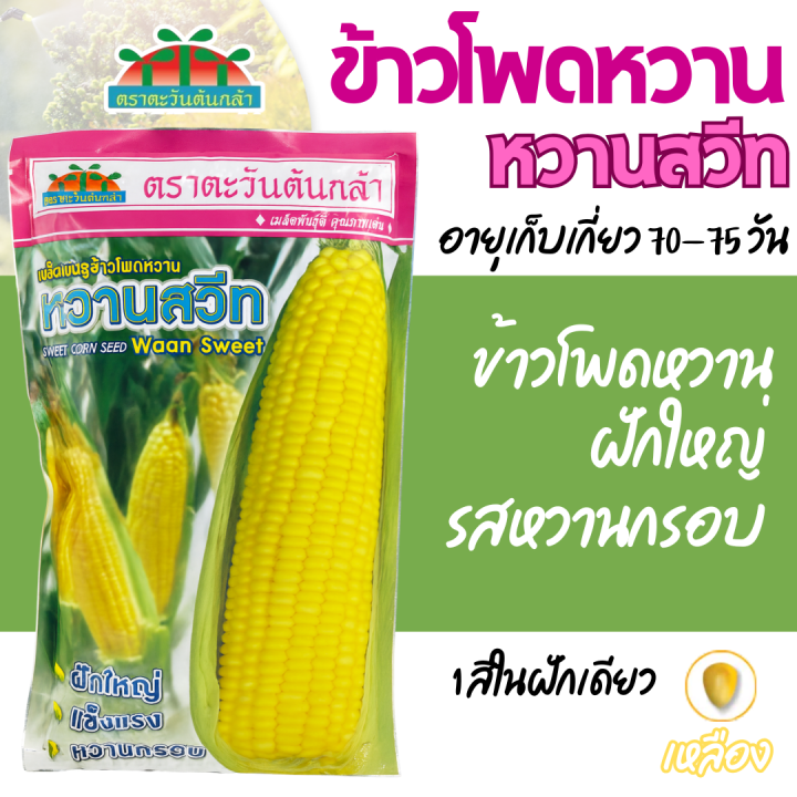 เมล็ดพันธุ์ข้าวโพดหวาน หวานสวีท ตราตะวันต้นกล้า 500 กรัม