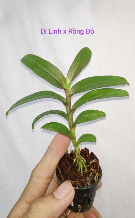 Gi%E1%BA%A3%20H%E1%BA%A1c%20Di%20Linh%20Lai%20Tr%E1%BA%A7m%20R%E1%BB%93ng%20%C4%90%E1%BB%8F%20-%20C%C3%A2y%20con%20-%20Image%208