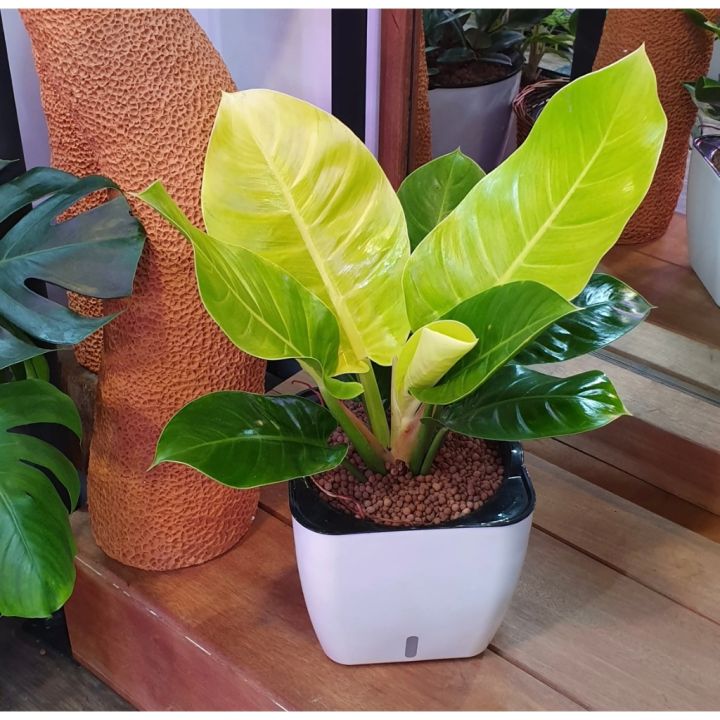 philodendron leaves Heartleaf Philodendron Plant Care Guide - How to Grow Philodendron  Hederaceum main image 0