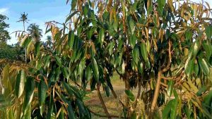 ชุดดึงยอด บำรุงใบ ใช้ได้ทั้งกับทุเรียนเล็กและทุเรียนฟื้นต้น 1 ชุด 3 ขวด ผสมน้ำได้1000 ลิตร