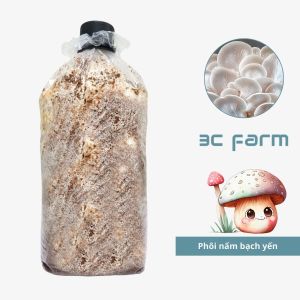 Phôi nấm bạch yến giống nấm sò trắng Hàn Quốc 12kg tơ mọc đều - 3CFARM