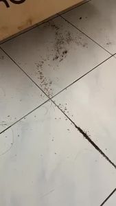 Ubat Anai-Anai Berkesan / Teite Killer 500ml 白蚁药