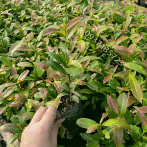 [HCM]cây mai hương 5 cánh -cây giống -cao từ 10-15 cm