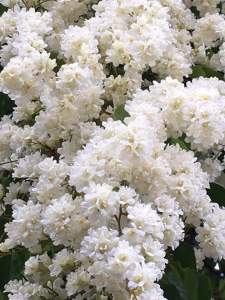 ลัดดาวัลย์ กระถาง 11 นิ้ว สูง 65-70 เซนติเมตร (กทม)