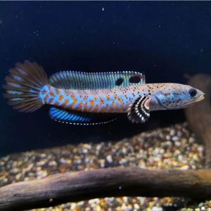 Blue pulchra 幻红雷龙(cb) 3-4Inch
