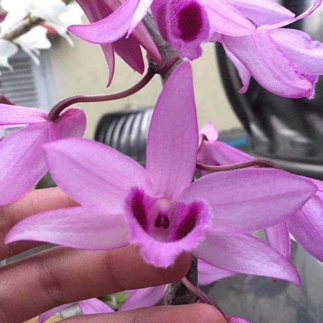 LAN PHI ĐIỆP RỒNG LỬA - HÀNG VAR HOA CỰC ĐẸP CỰC THƠM - HÀNG GIEO HẠT