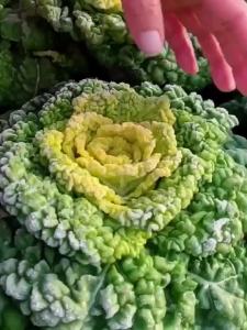 กะหล่ำปลีหัวใจเหลือง Uta ทนความเย็น ทนความชื้น สำหรับปลูกในสวน ดอกเบญจมาศหัวใจครีม ผักกะหล่ำปลีเหลือง