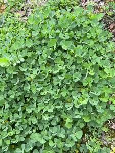 Edible alfalfa wild vegetables summer purple alfalfa four-season vegetables for delivery