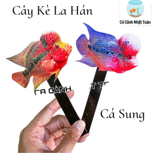 "Hoàn tiền đến 10%" CÂY KÈ LA HÁN GIÚP SUNG CÁ