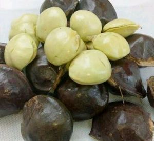 jengkol muda mentah lalap 1 kg