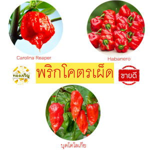 พริกเผ็ดสุดๆ📌เผ็ดสุดๆ!!🎯ถูกที่สุด10บ.🎯เมล็ดพันธุ์พริกโครตเผ็ด 3-10เมล็ด📌ปลูกในไทยได้☘️เผ็ดสุดๆ