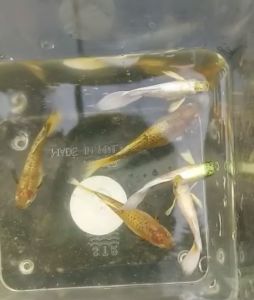 Golden Ikan Guppy Murah Pair Fish