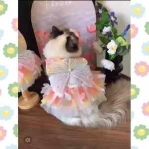 Ready stock🇲🇾[READY STOCK] Pet Skirt Clothes Dog Cat Clothes Shirt t- shirt  Baju Kuching clothing   Cat and dog clothing   Skirt   Sleeveless