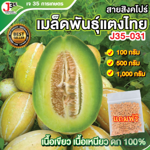 (1005001000กรัม) เมล็ดแตงไทยพันธุ์เนื้อเขียว 031 แตงไทยลูกรี  แตงไทยลายสิงค์โปร  เมล็ดพันธุ์แตงไทย​ ขนาด​100กรัม500​กรัมและ​1​กิโลกรัม