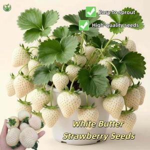 High-quality Seeds White Butter Strawberry Seeds Easy To Grow Seeds 100% Original Seeds Fresh Non GMO High Yield Suitable for Novice Growers Seeds of Good Quality Are Easy To Grow Seeds Can Be Planted Both Indoors and Outdoors Legit Seeds