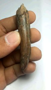 FOSIL TARING PURBA LANGKA ANTIK JARANG ADA