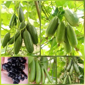 เมล็ดบวบพวง 30 เมล็ด บวบโบราณ บวบหายาก เมล็ดผักสวนครัว ปลูกต่อได้